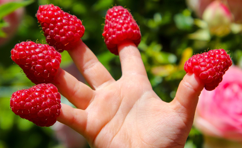 Kinderhand mit Himbeeren