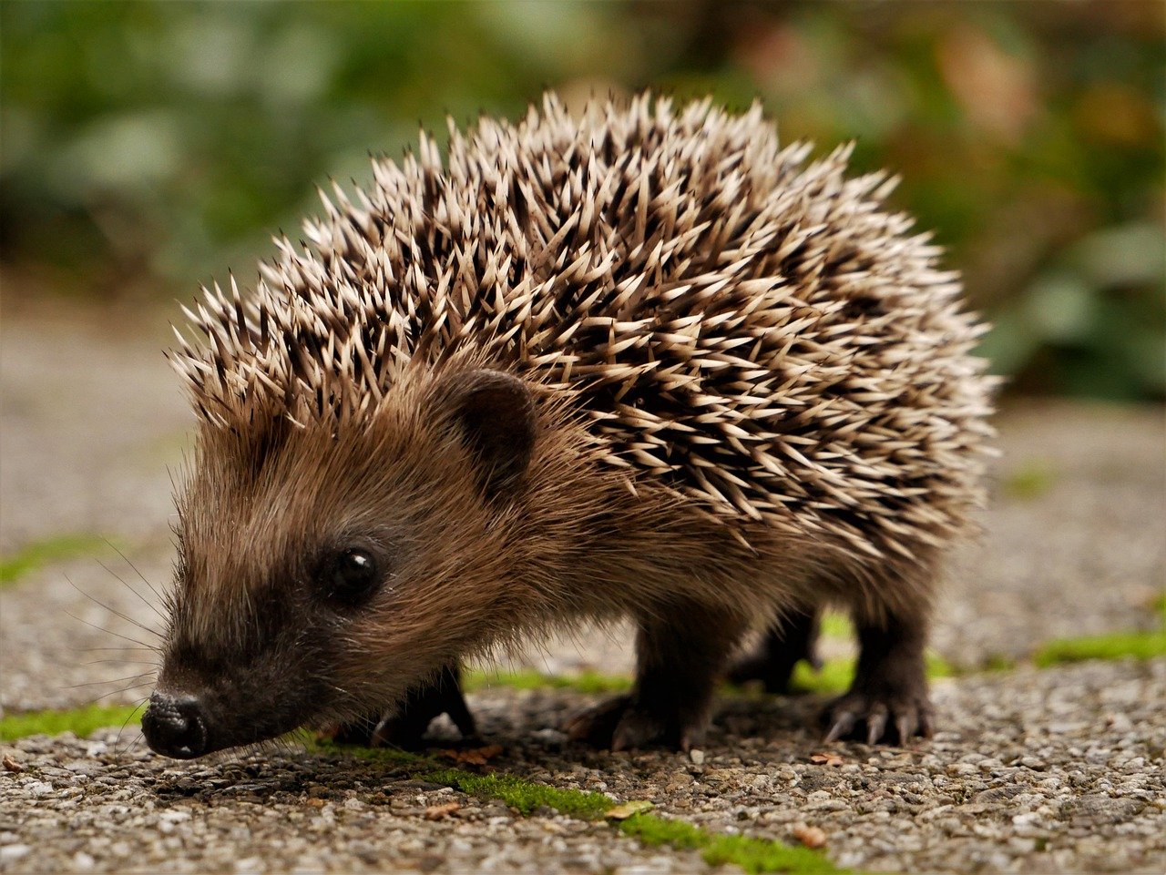 Kinder im Garten: Igel