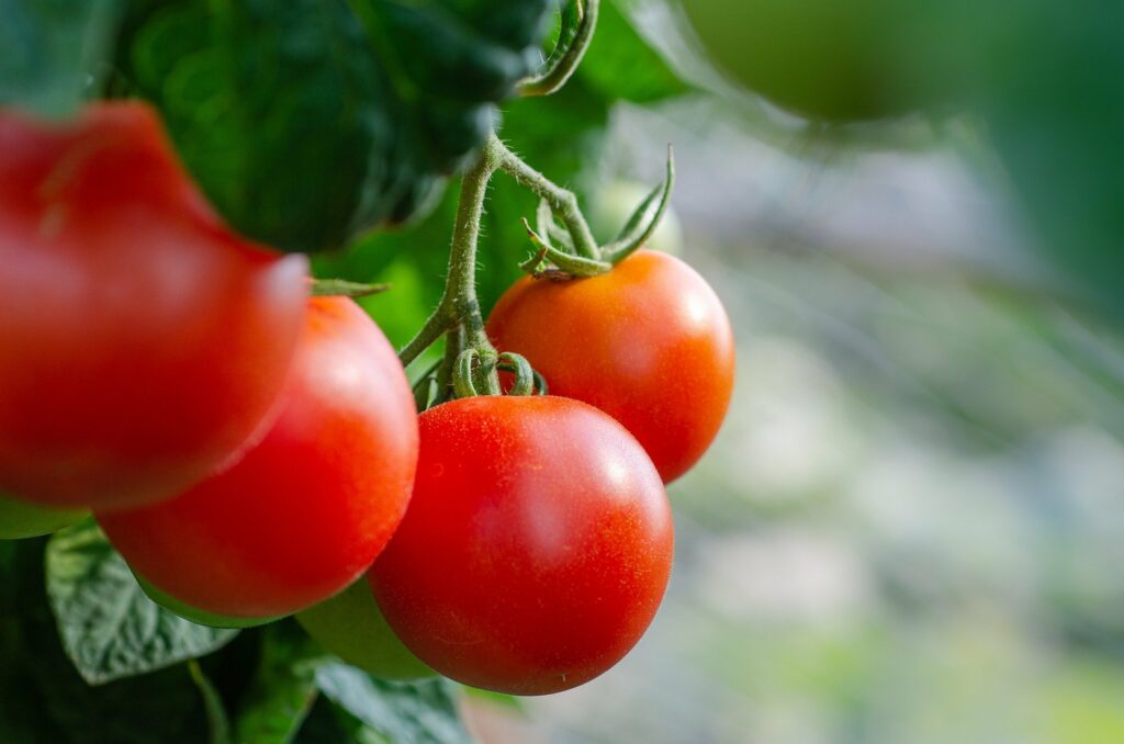 angebaute Tomaten