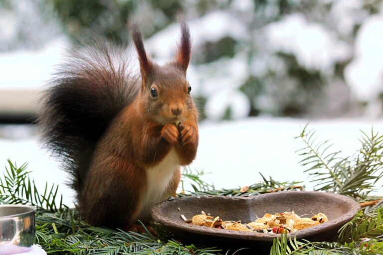 Gartentiere im Winter