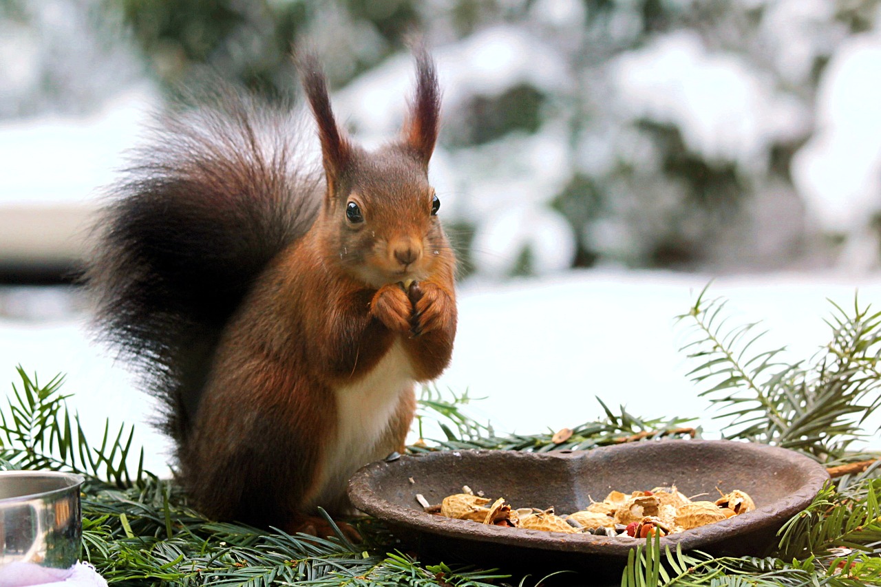 Gartentiere im Winter