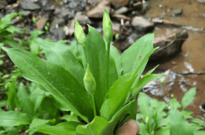 Bärlauch sammeln mit Kindern