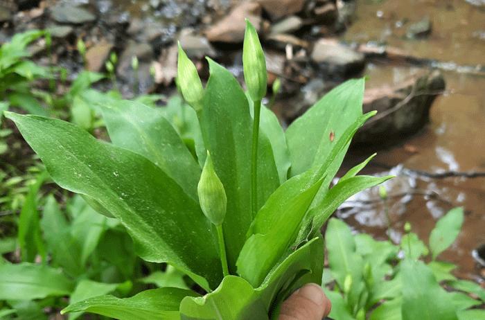 Bärlauch sammeln mit Kindern