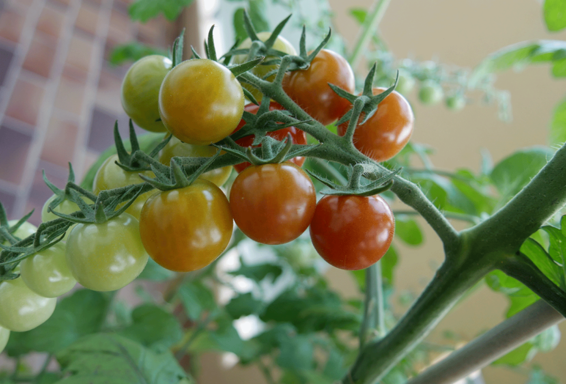 Mit Kindern Tomaten anbauen