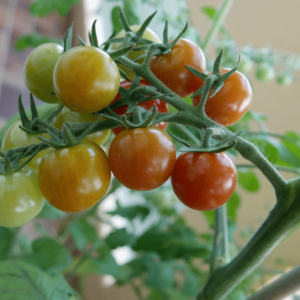 Mit Kindern Tomaten anbauen