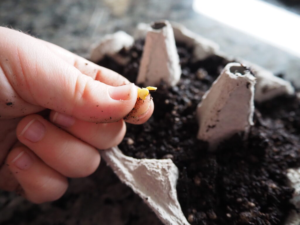 Kinder fürs Gärtnern begeistern - Aussaat