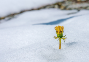 Löwenzahn, der aus Schnee herauswächst.