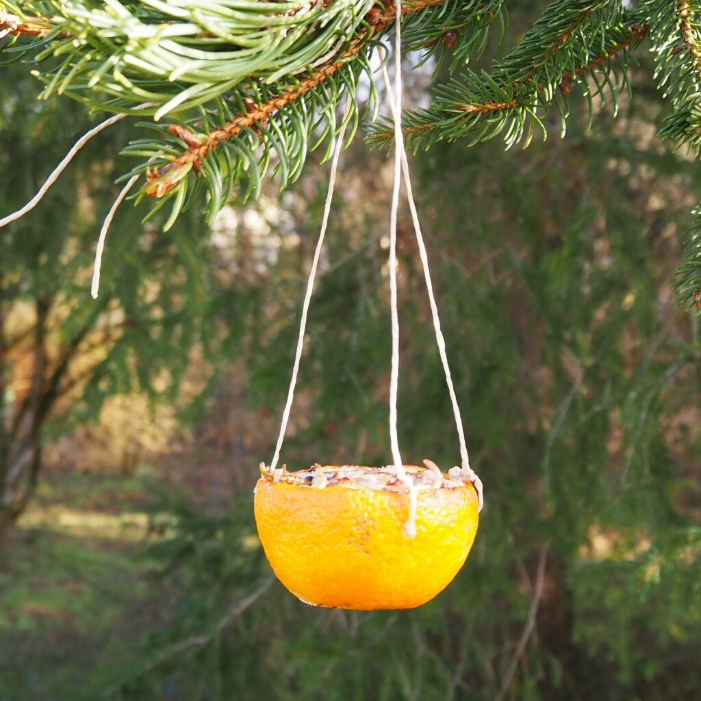 Selbst gemachtes Vogelfutter in Orangenschale hängt am Baum
