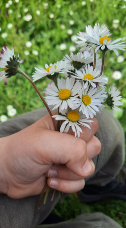 Gänseblümchen als Wildkraut