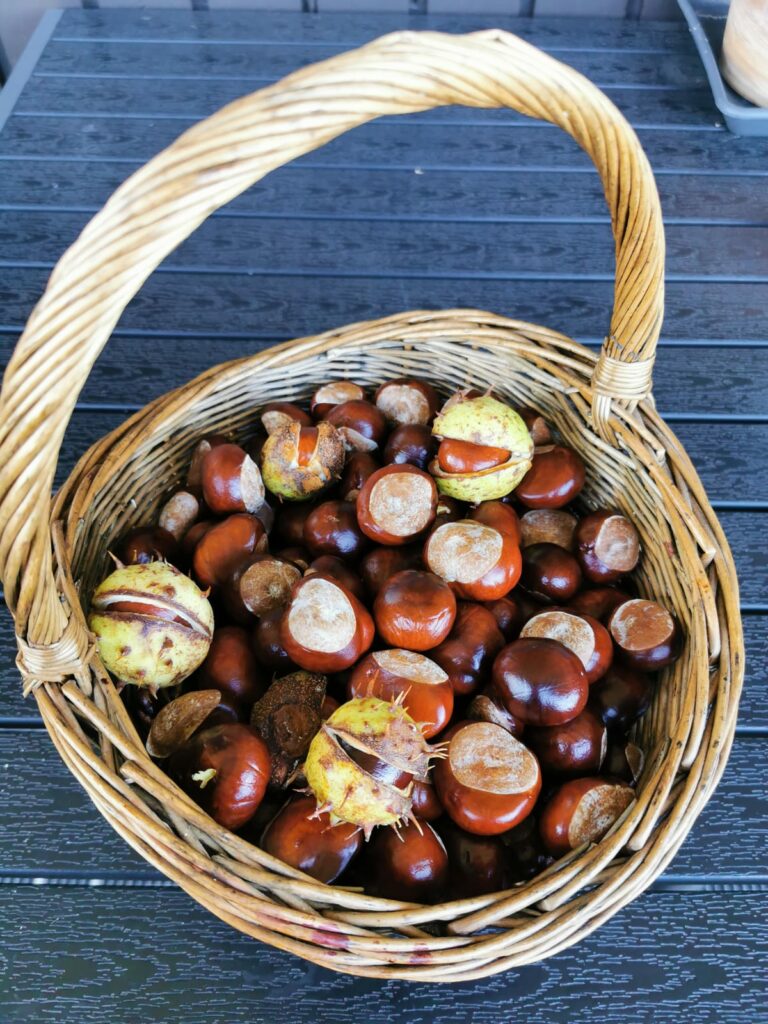 Kastanienkorb voll mit Kastanien