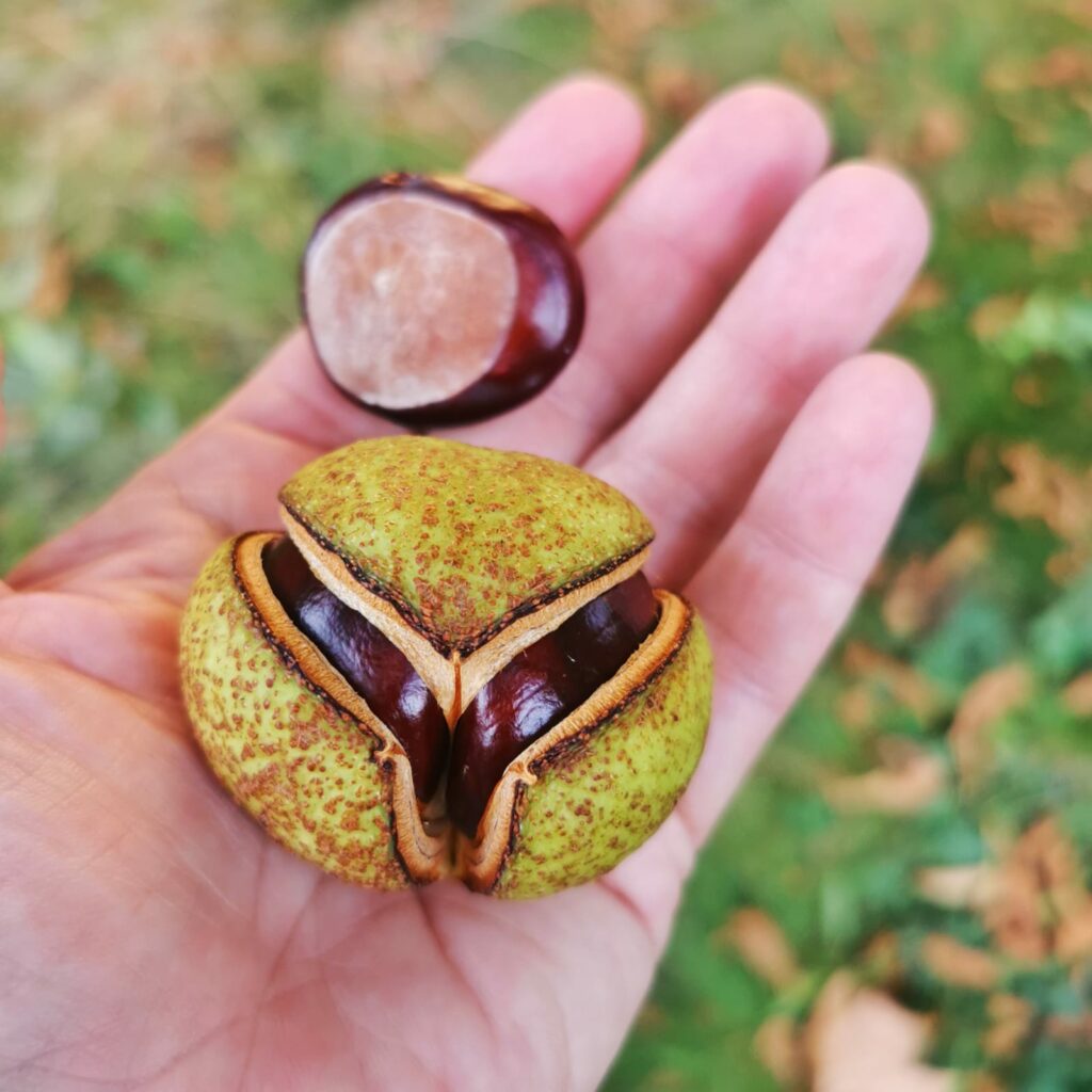 Kastanie mit Schale auf der Hand