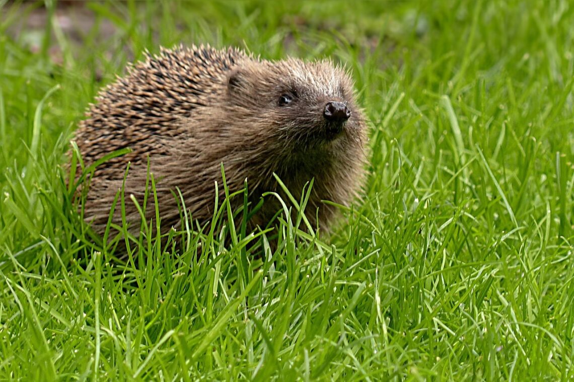 Igel im Garten