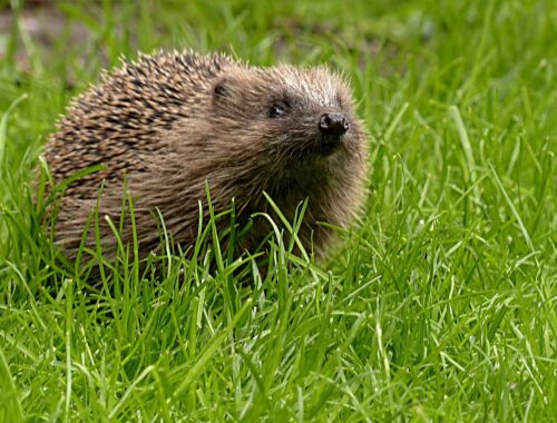 Igel im Garten