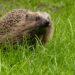 Igel im Garten