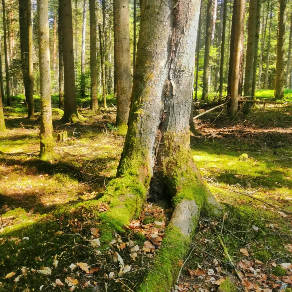 Wald mit Sonnenstrahlen