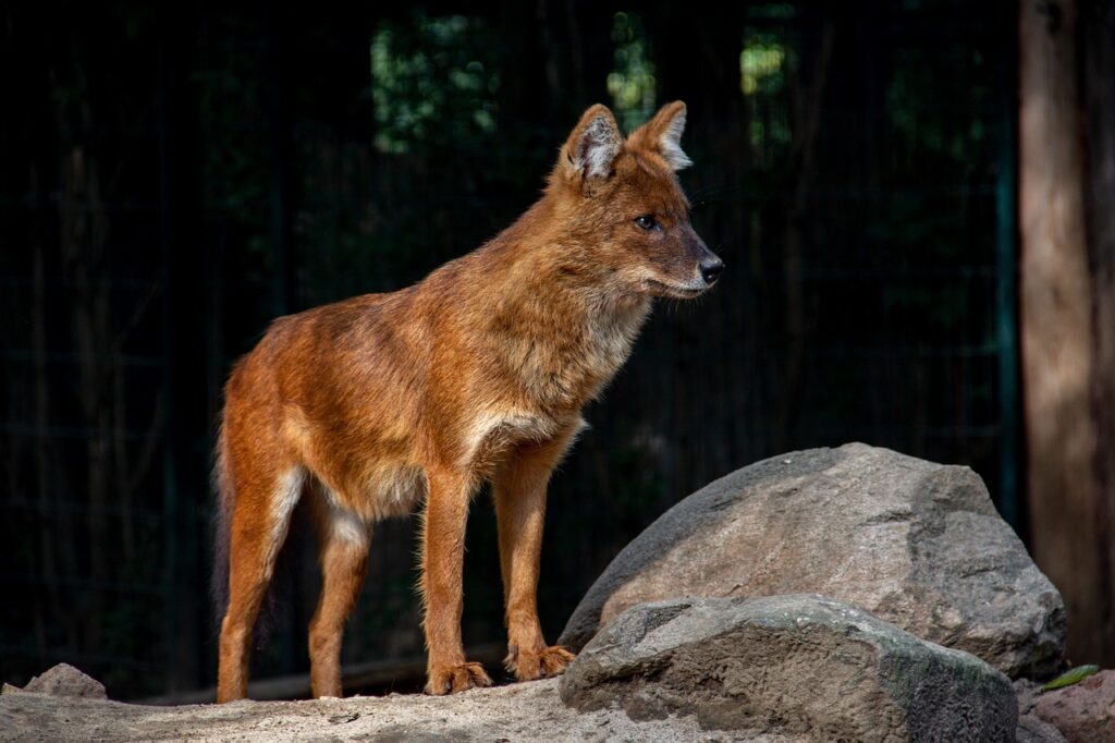 Fuchs