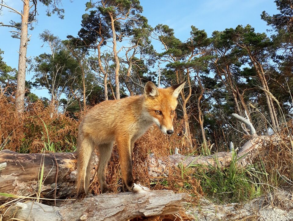 Rotfuchs im Wald