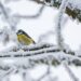 Waldtiere im Winter