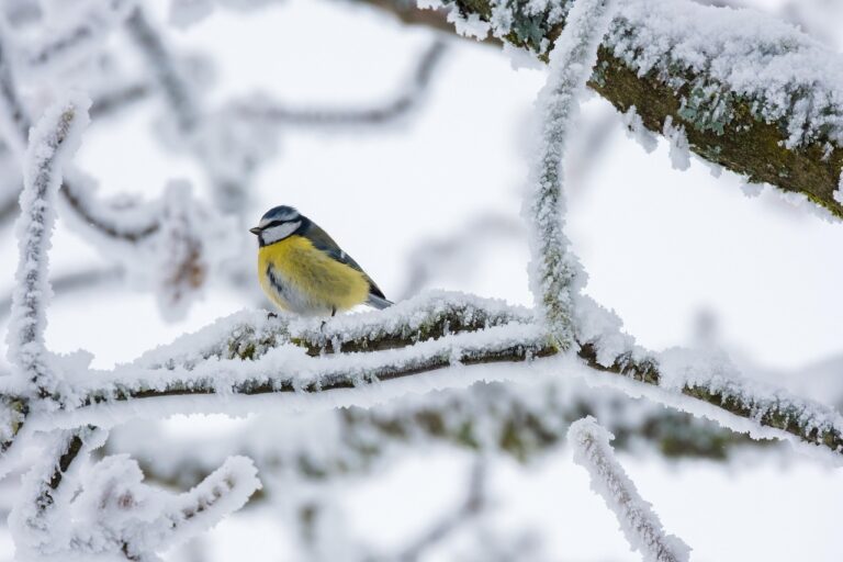 Waldtiere im Winter