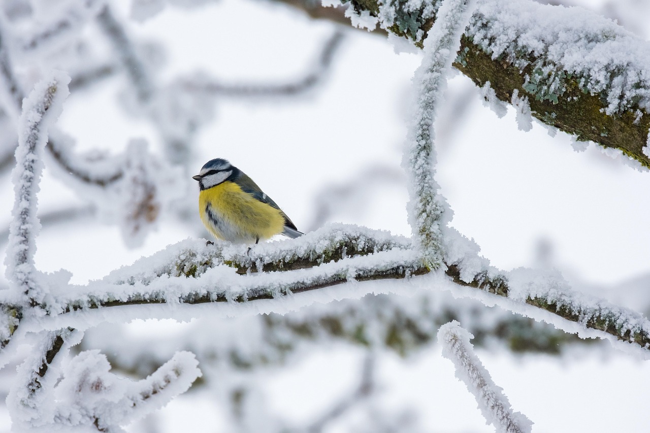 Waldtiere im Winter