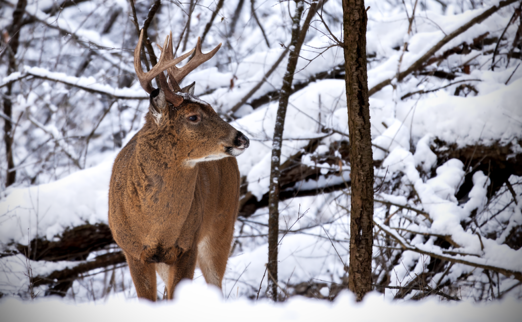 Tiere im Wald - Rotwild