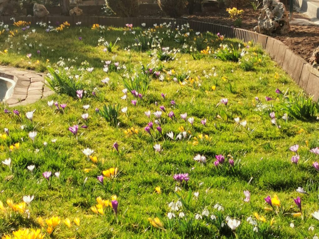 Frühblüher im Garten