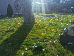 Frühblüher im Garten