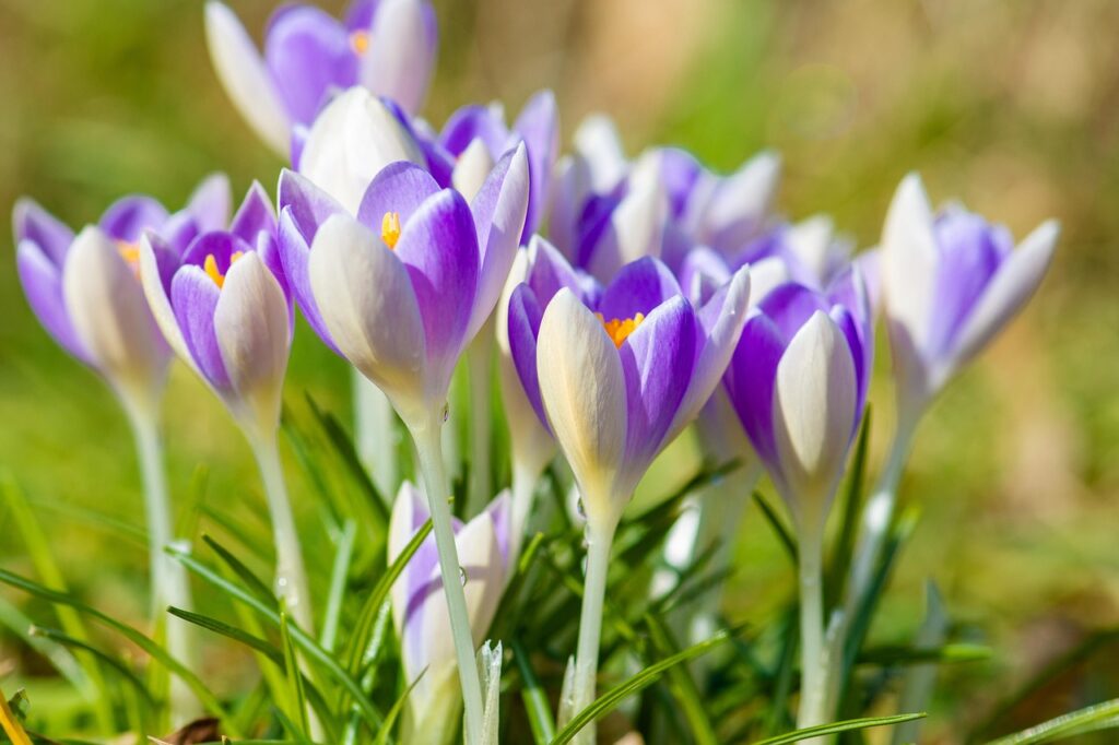 Krokus - Frühblüber für Bienen