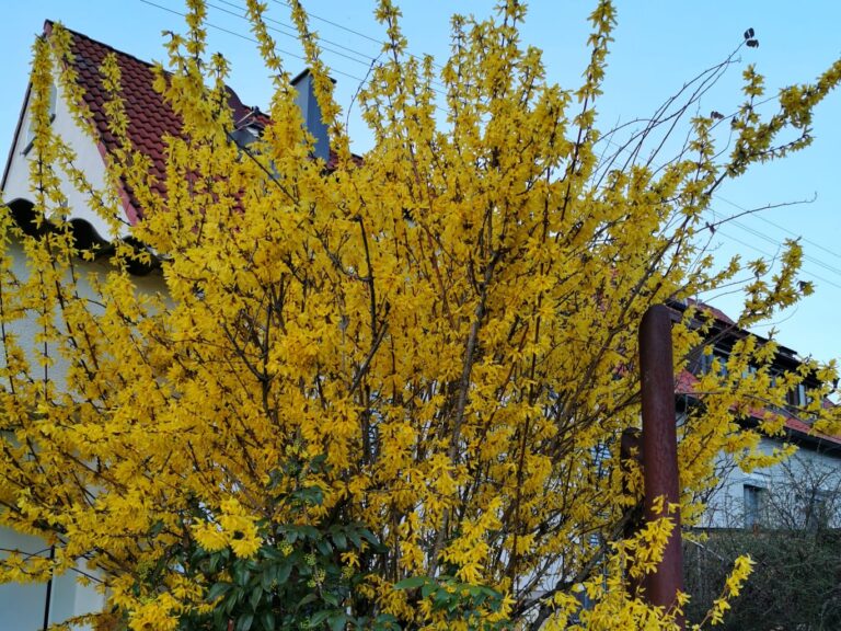 Wertlose Gartenblumen