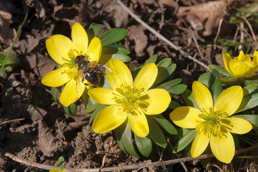 Winterling - Frühblüber für Bienen