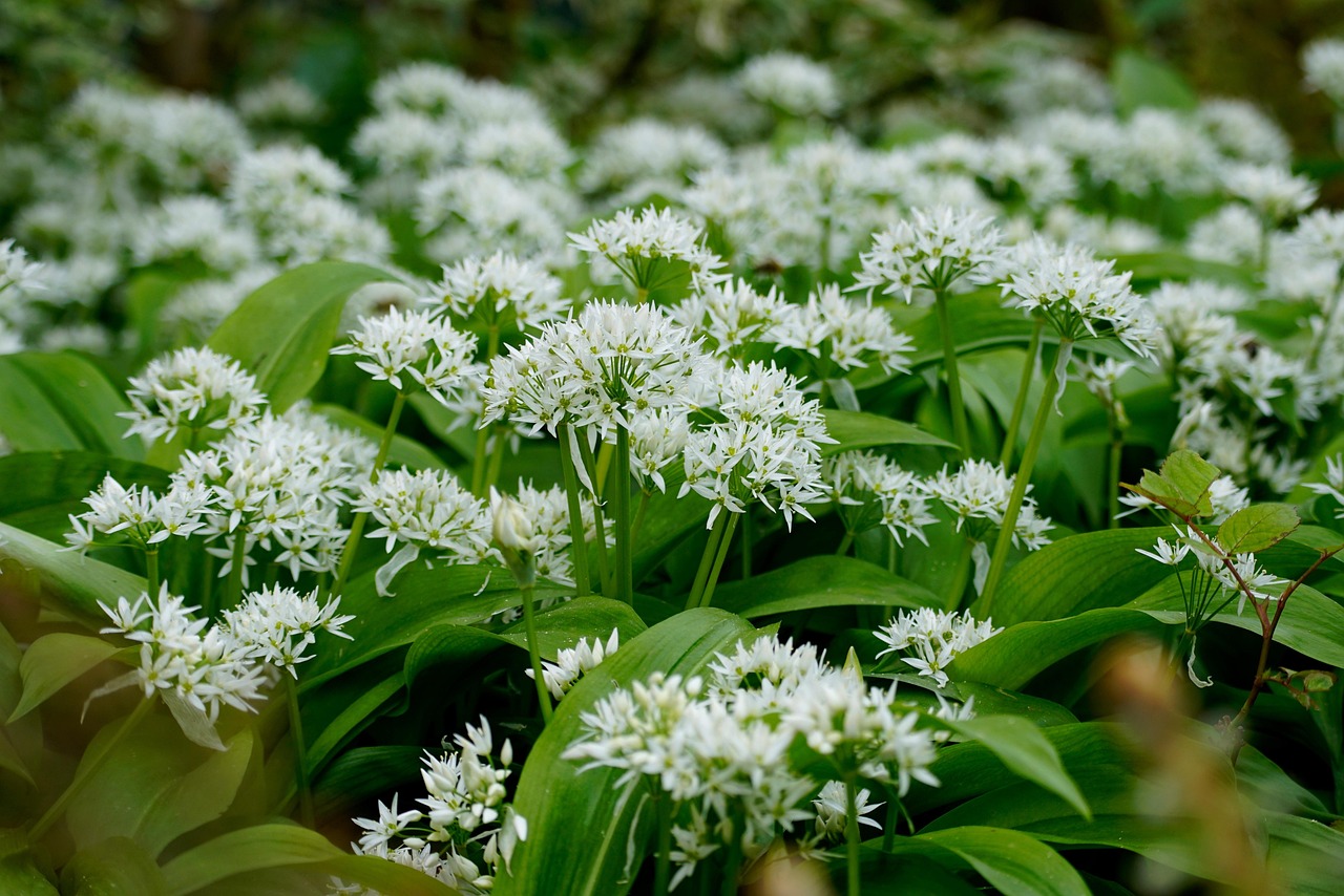 Bärlauch erkennen - Blüte