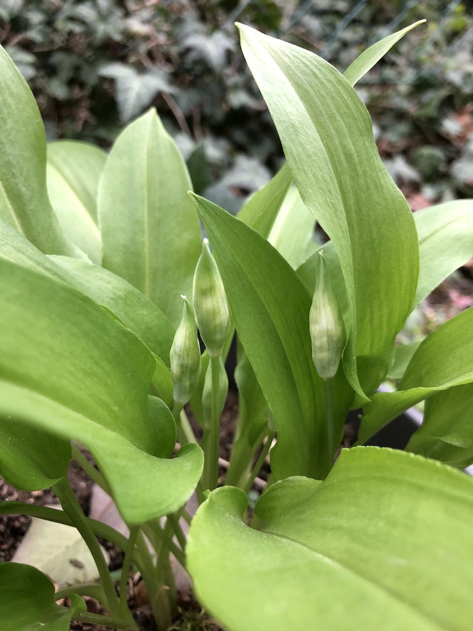 Bärlauch erkennen - Knospen