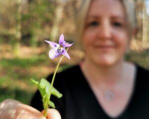Duftveilchen erkennen