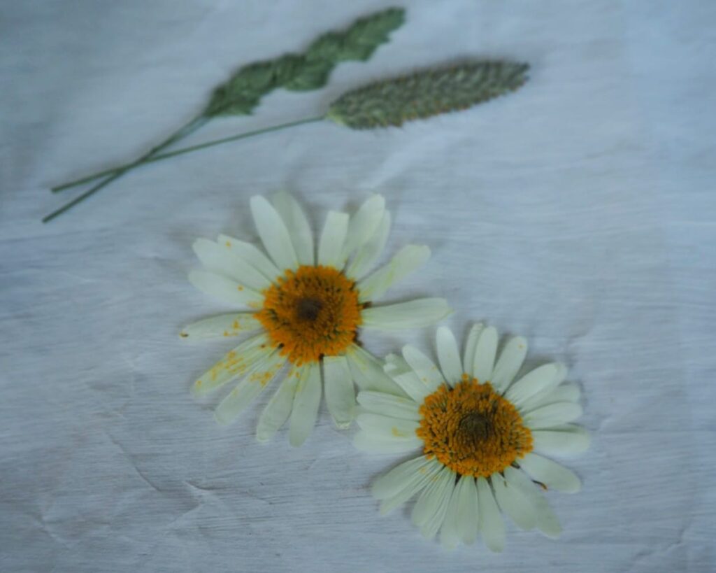 gepresste Blumen