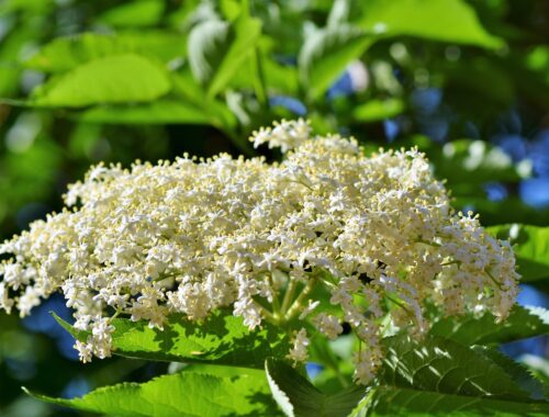 Wirkung der Holunderblüten