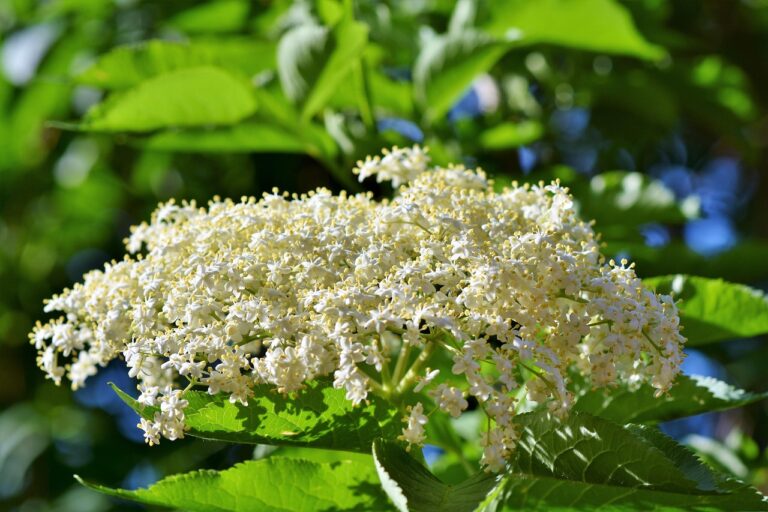 Wirkung der Holunderblüten