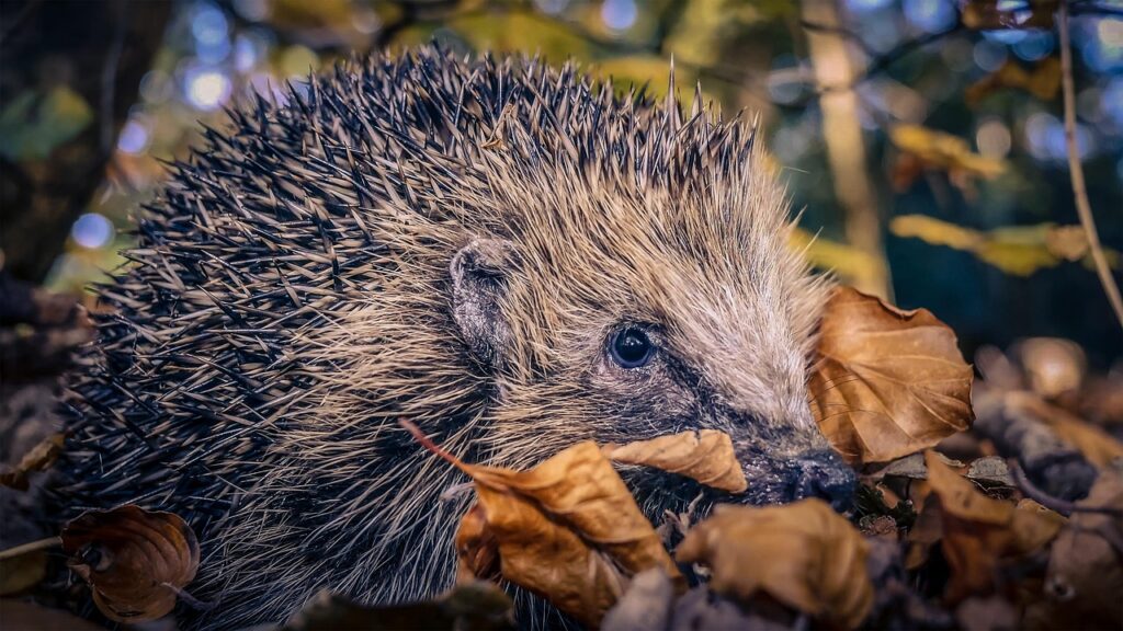 Igel Winterschlaf