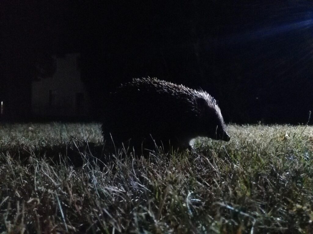 Igel nachtaktiv