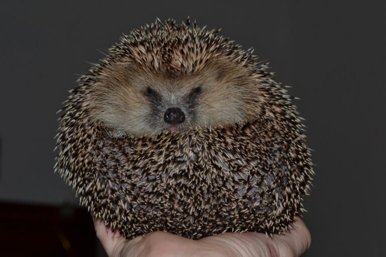 Igelnotfall - Igel in Igelstation aufgenommen