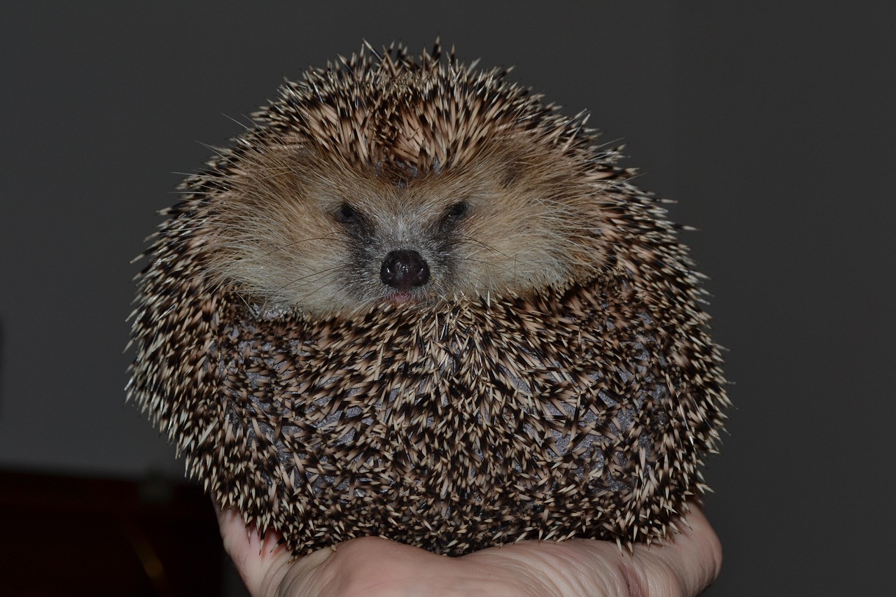 Igelnotfall - Igel in Igelstation aufgenommen