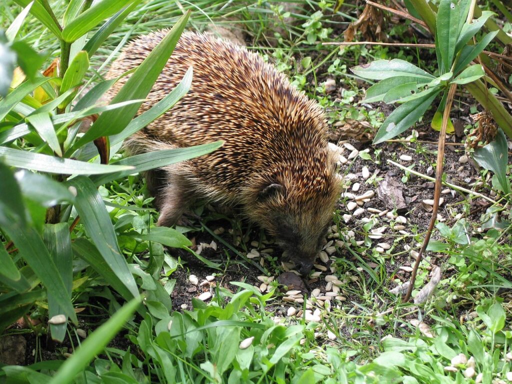 Was fressen Igel