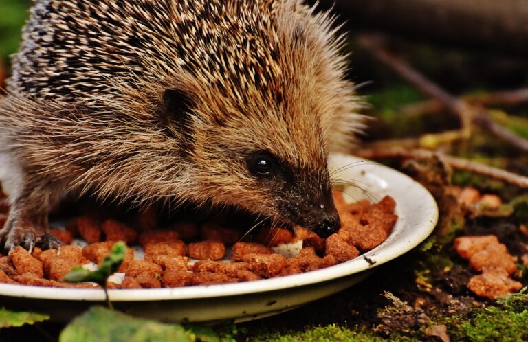 Was fressen Igel - zufüttern