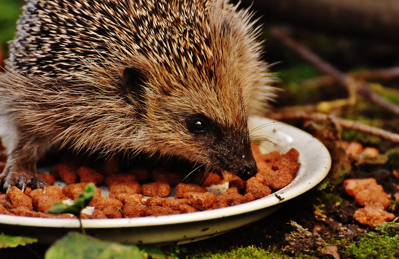 Was fressen Igel - zufüttern