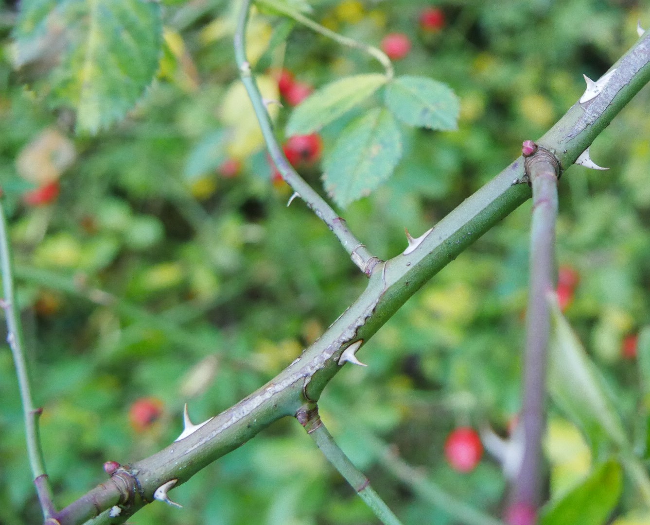 Hagebutten Dornen