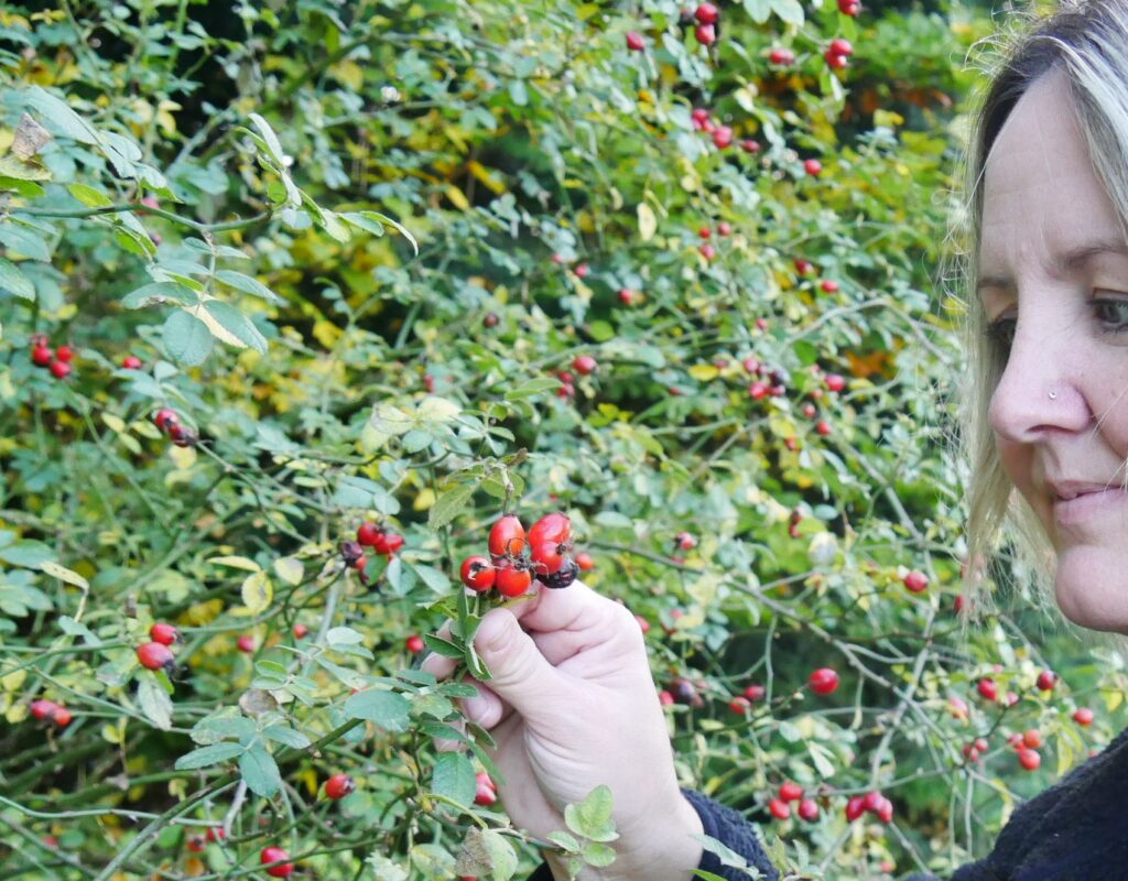 Hagebutten pflücken