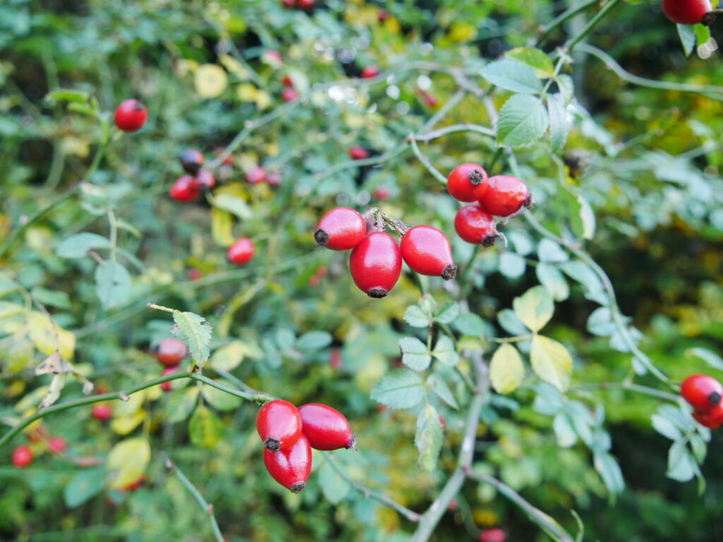 Hagebuttenbusch