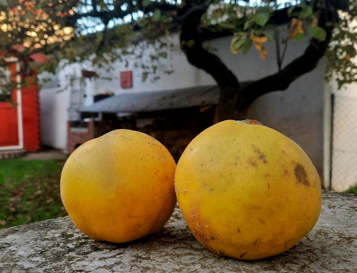 Quitten im Garten