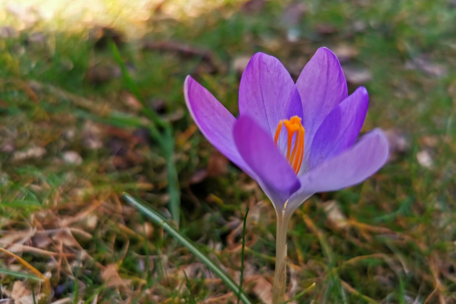 Krokus - Frühblüber für Bienen