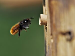 Unterschied Honigbiene Wildbiene