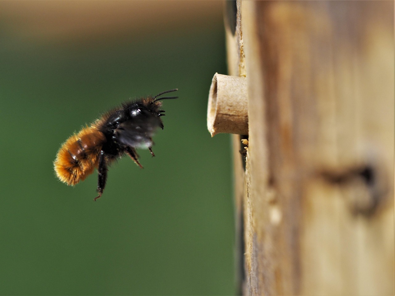 Unterschied Honigbiene Wildbiene